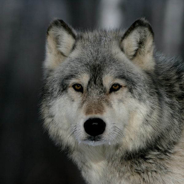 Wildhut warnt: In Rickenbach geht ein Wolf um