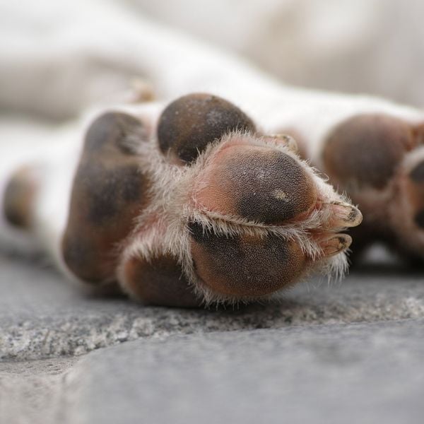 Hund qualvoll gestorben – Luzerner Halterin vor Gericht