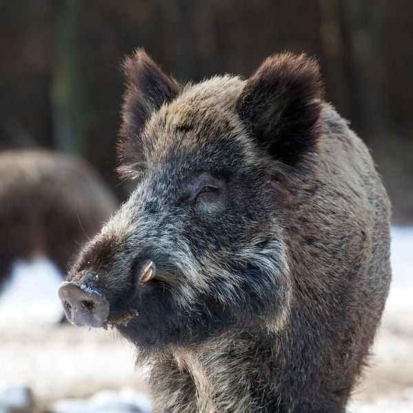 Meggen in heller Aufregung: Die Wildschweine kommen