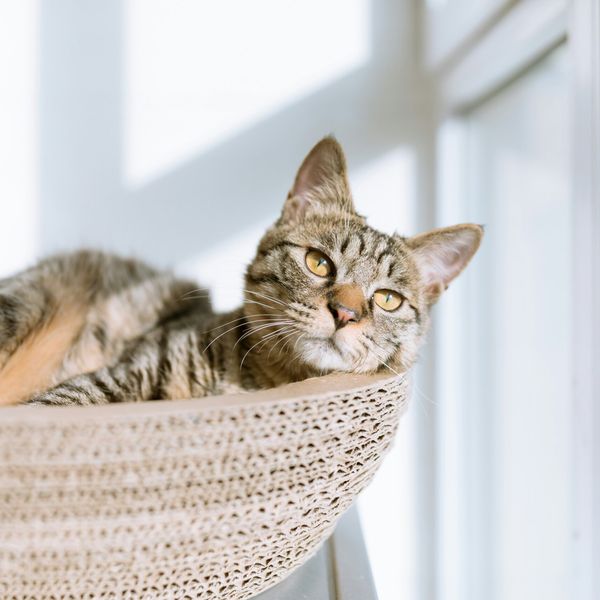 So spektakulär wurde Kater Fritz in Baar gefangen