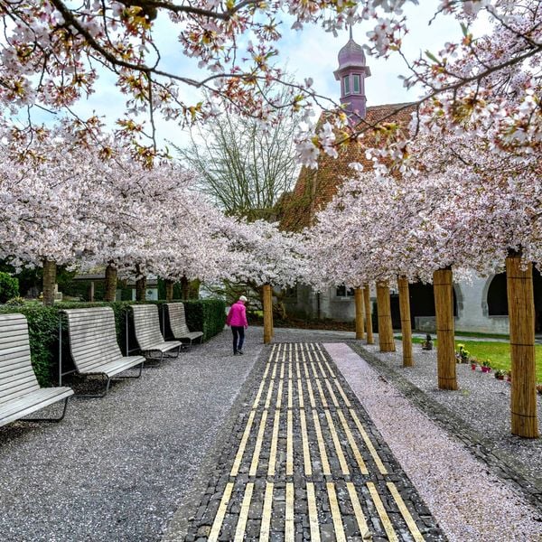 Mit dieser Karte findest du die schönsten Kirschblüten