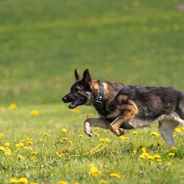 Polizeihunde schnappen jugendliche Einbrecher