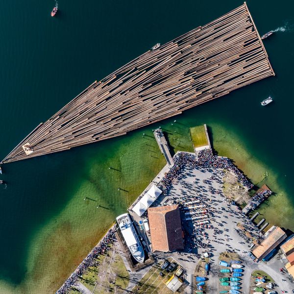 Dutzende Baumstämme schwimmen auf dem Ägerisee
