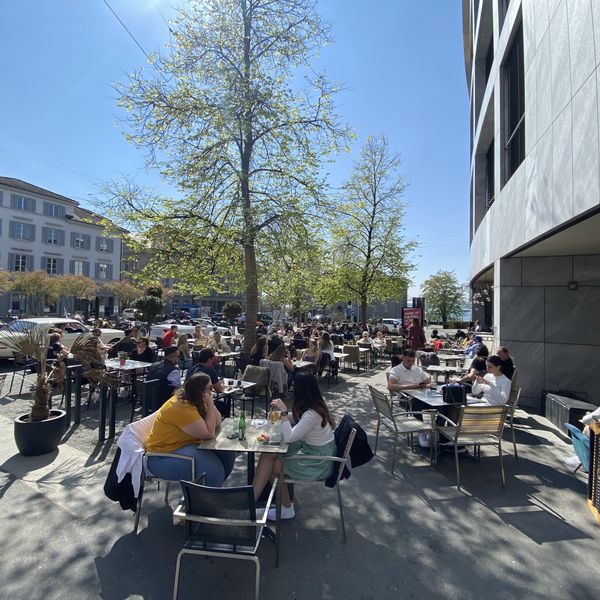 Darum fällt die Stadt Zug diese 37 Bäume