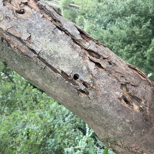 Tausende Bäume und Sträucher gefällt