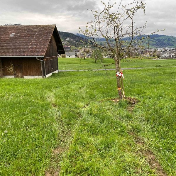 Blaulicht ignoriert – dann flüchtet er übers Feld