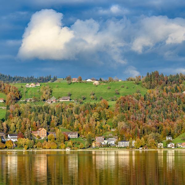 Zug verschärft Massnahmen gegen Quaggamuschel