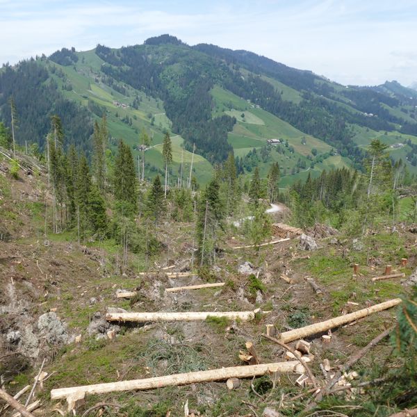 Klimawandel, Borkenkäfer und Corona-Krise: Luzerns Wald ist im Dauerstress