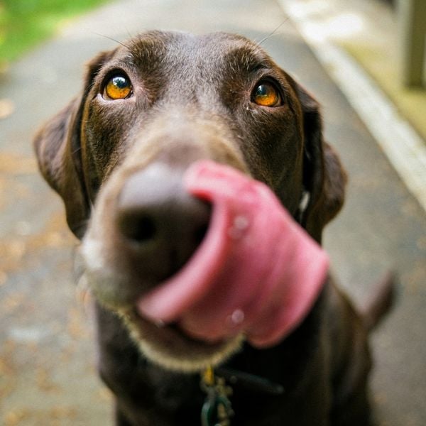 Hundehasser unterwegs? Giftköder an der Kleinen Emme gesichtet