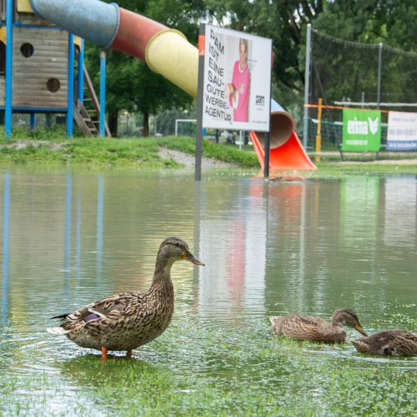 So meistern Ente und Forelle das Luzerner Hochwasser