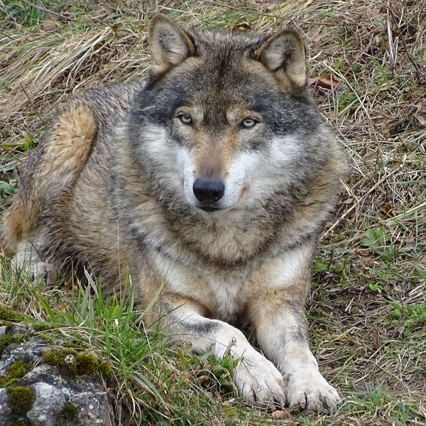 Das sagen Luzern und Zug zu mehr Wolfsabschüssen
