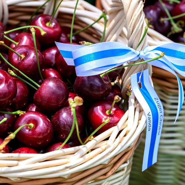Kirschen: Zuger Obstbauern leiden unter den Regenfällen