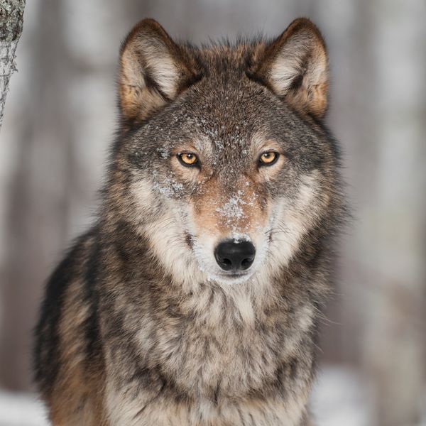 Kann ein Wolf einem Menschen gefährlich werden?