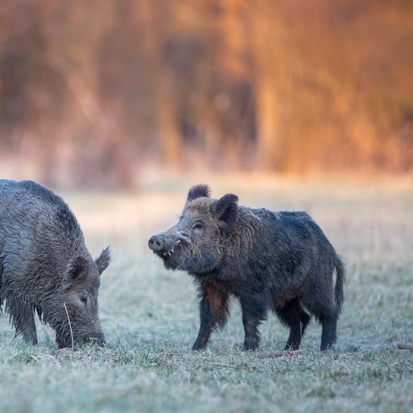 Wildschweine gesichtet: Was steckt hinter der Rückkehr?