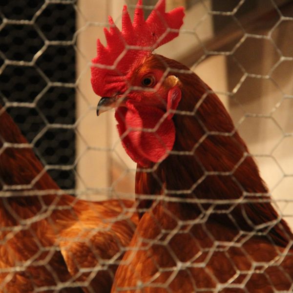 Hühner, Gans und Co bleiben wegen Vogelgrippe eingesperrt