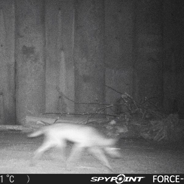 Wolf huscht erstmals durch Unterführung für Wildtiere