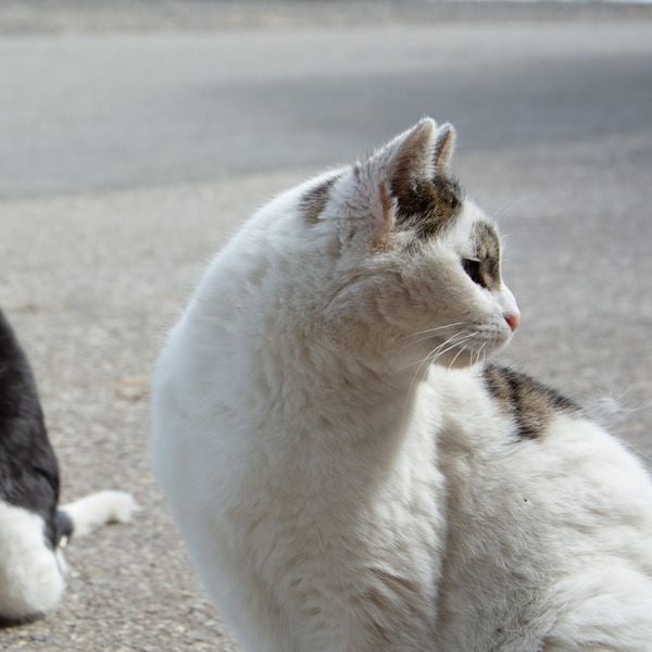 Katzenplage: Luzerner Gemeinden im Blindflug