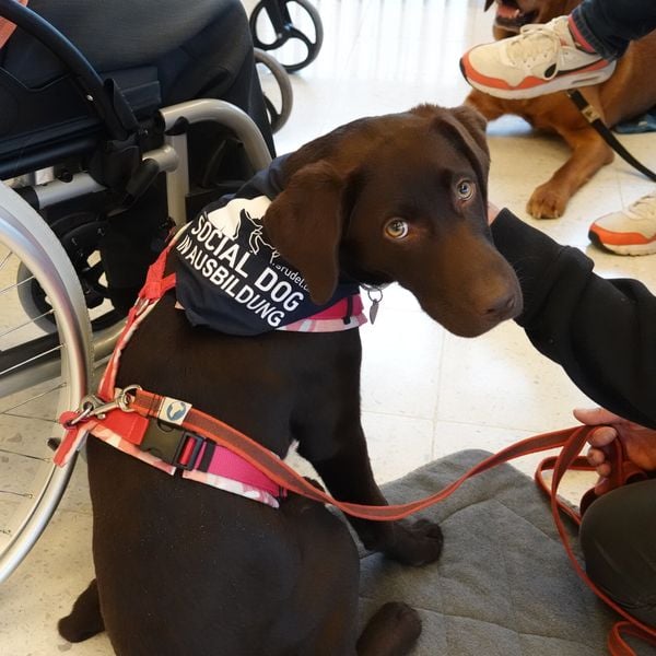 Zuger Hundeschule sucht verzweifelt nach Trainingsraum
