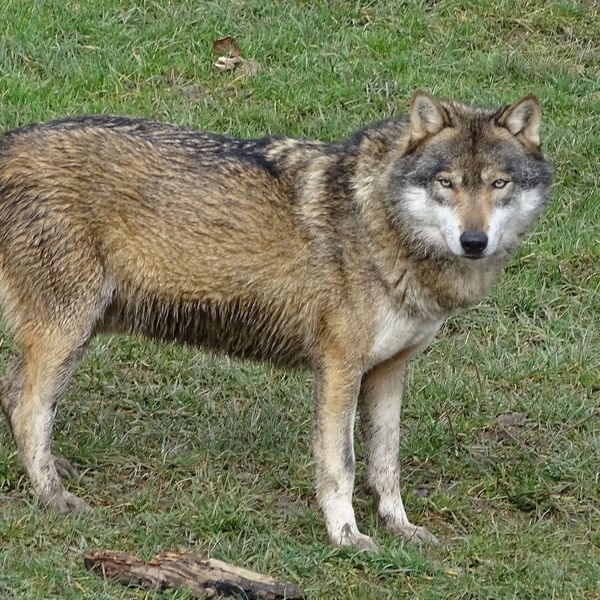 Streift in Oberägeri ein Wolf umher?