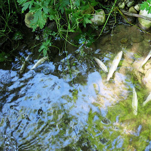 Rostschutz tötet Fische: Arbeiter verurteilt