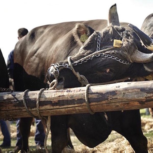 Stierenmarkt Zug: Züchter sehen wegen Zertifikatspflicht rot
