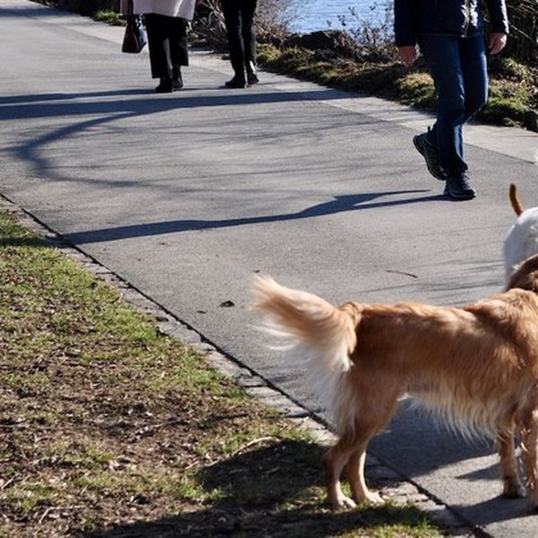 Hundewiese am Churchillquai darf dauerhaft bleiben