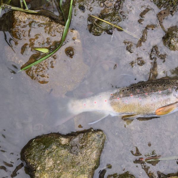Fischsterben in Luzern: So wenige Fälle wie selten