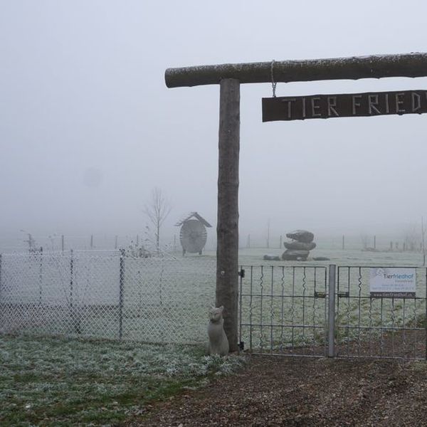 Wo Hund und Katz friedlich nebeneinander ruhen