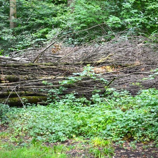 «Vom Eichwäldli zum Seichwäldli»