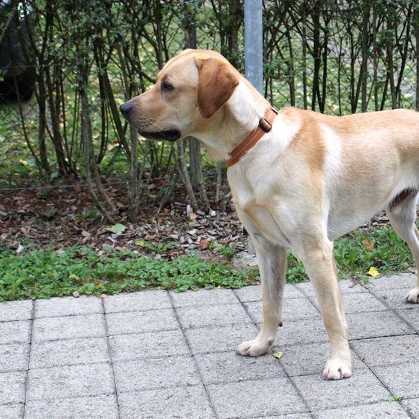 Tilo – ein braver Hund, ganz ohne Haken