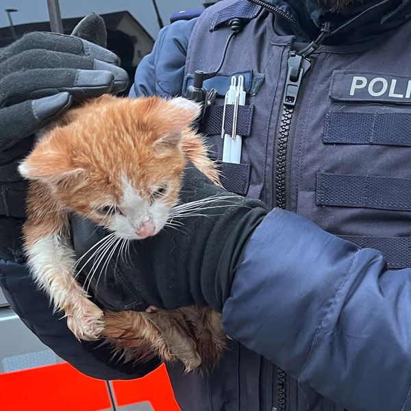 «Jöh»-Einsatz: Polizei rettet Büsi aus Abfallcontainer