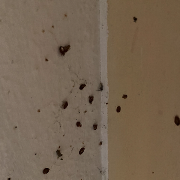 Mitten in Luzern steht ein Haus voller Bettwanzen