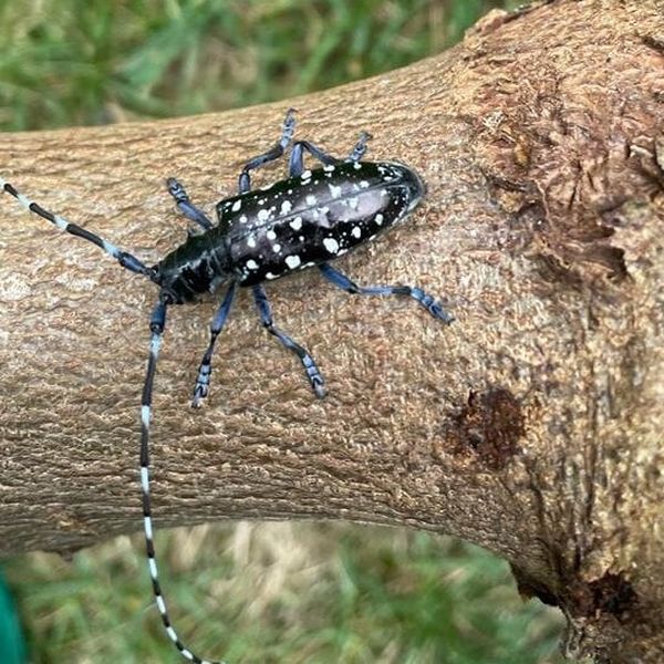 Zell: Schädlings-Käfer kostet bisher rund 250’000 Franken