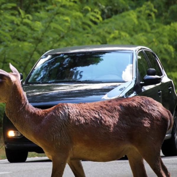 Wildtierbrücken über die A2: Mensch bleibt ein Problem