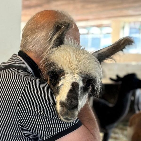 Auf dem Hof Vogelsang müssen auch Lamas zur Impfung
