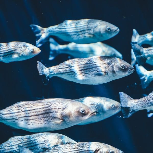 Die Uni als Aquarium