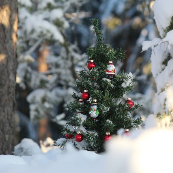 Waldweihnachten – richtig schön Feiern im Wald