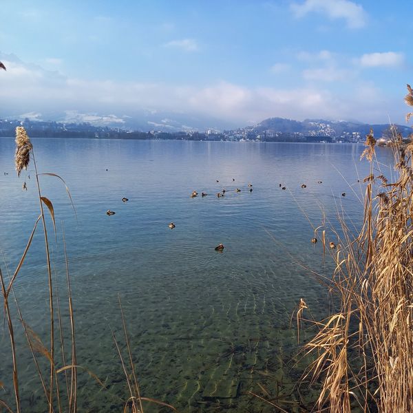 Wasservögel beobachten: So wird spazieren zum Erlebnis