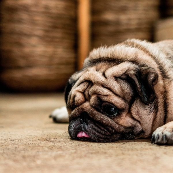 Kurzköpfige Hunde – Jöö-Effekt zu einem hohen Preis