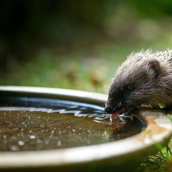 Wie die Stadt dem Igel das Leben schwer macht