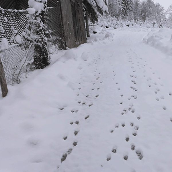 Spuren im Schnee: Welche Tiere wirklich dahinter stecken