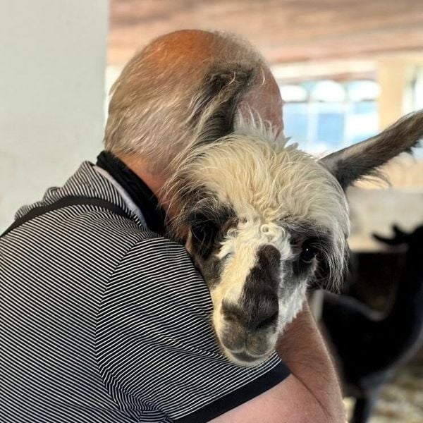 Auf dem Hof Vogelsang müssen auch Lamas zur Impfung