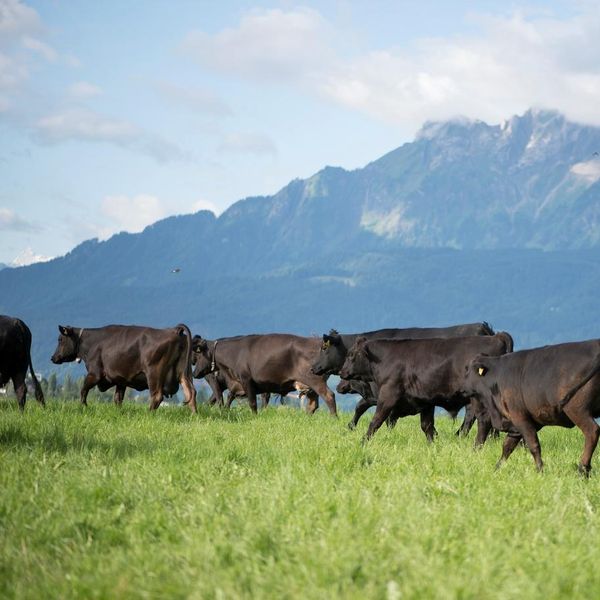 Frühling auf dem Hof: Wenn die Kühe plötzlich tanzen