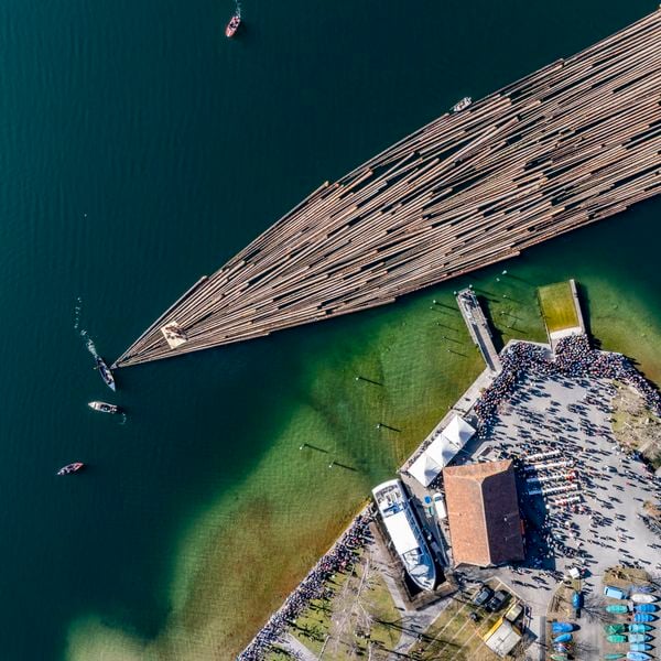 Dutzende Baumstämme schwimmen auf dem Ägerisee