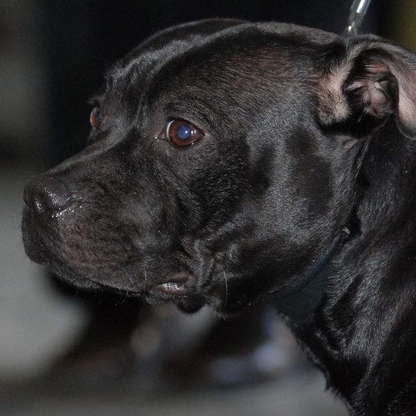 Hund in rotem Mäntelchen beisst anderen Hund
