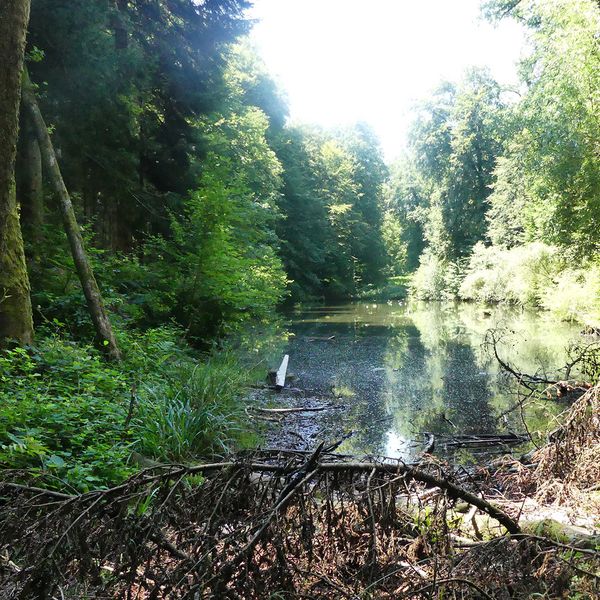 Darum fischt Kriens einen Weiher leer