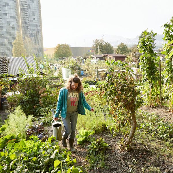 Schrebergärten: Zwischen heiler Welt und geklautem Gemüse