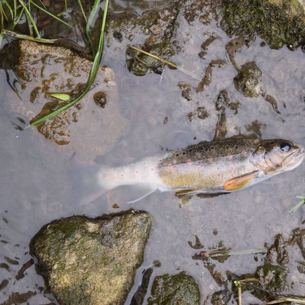Fischsterben in Luzern auf Rekordtief