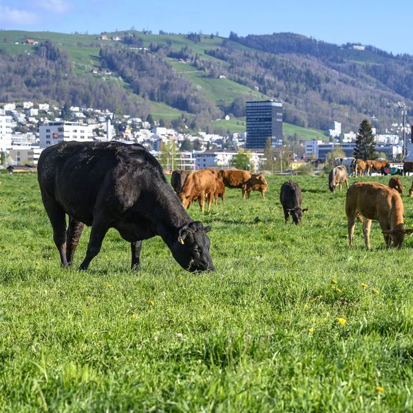 Kanton zahlt Geld für Kühe, die weniger furzen