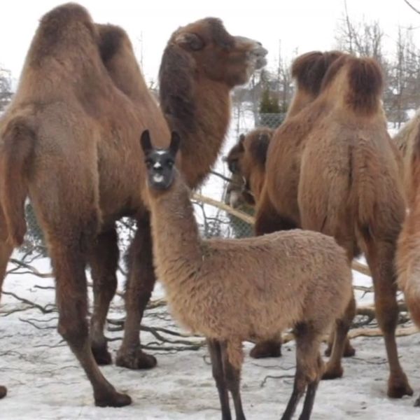 «Geld kann man sich sparen» – Toni’s Zoo in der Kritik